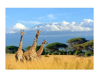 Wall Sticker Three Giraffe Safari Poster Self Adhesive Art Decal Mural