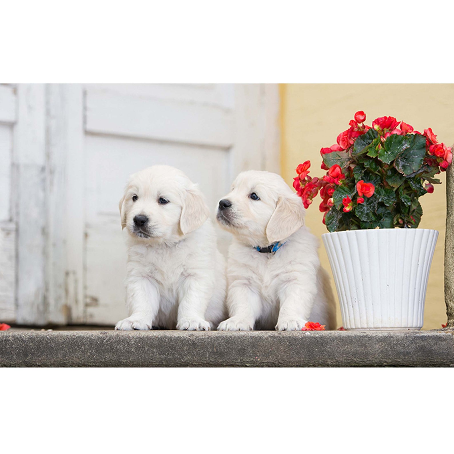 Wall Sticker Golden Retriever Puppy Poster Self Adhesive Art Etsy UK