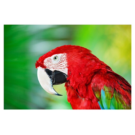 Wall Sticker Red Parrot Theme Nature Poster Self Adhesive Art Etsy UK