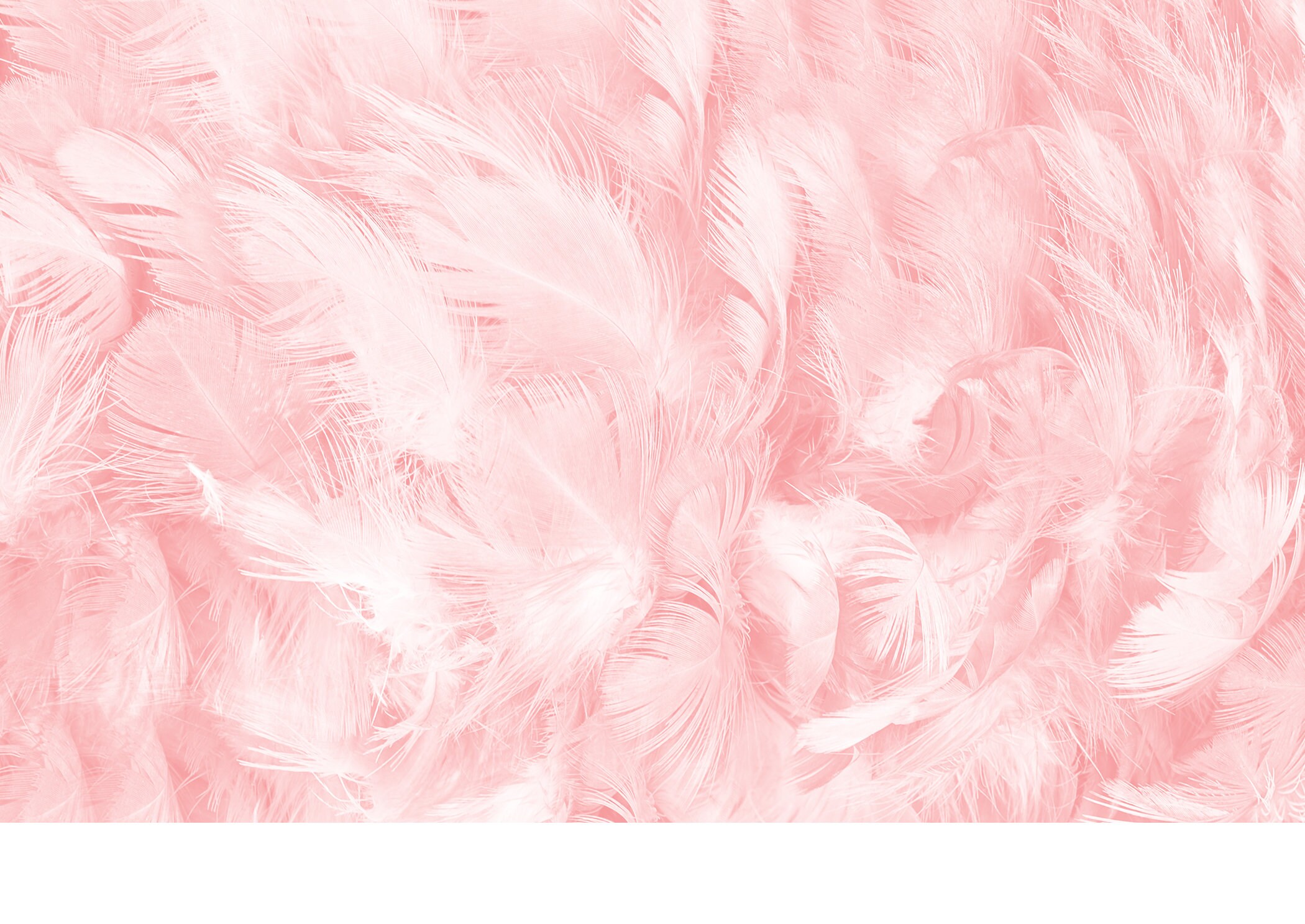 Pink Feathers Wall Mural Wallpaper Wall Art Peel & Stick Self Etsy