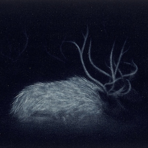 May include: A black and white drawing of a reindeer with large antlers, lying down in a dark forest setting.