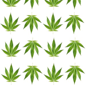 Set di cannabis tatuaggio temporaneo pianta di marijuana patch foglia erbaccia impermeabile canapa Rasta body art