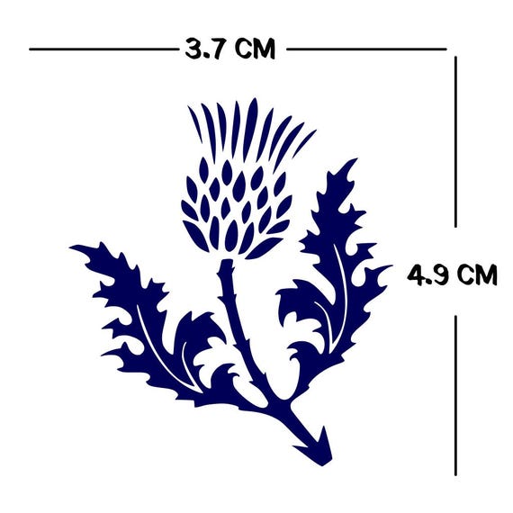 Fior Di Cardo: Proprietà, Benefici E Ricette | Fioreria L'Orchidea