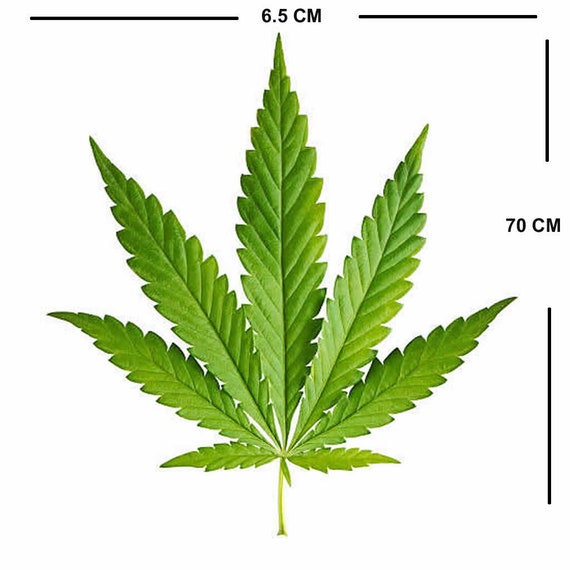 Reggae Marijuana Weed Cannabis - Toppe termoadesive Patch Toppa ricamate, misura: 8,5 x 9,5 cm