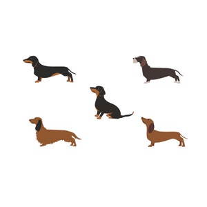 Puede incluir: Cinco perros dachshund de diferentes colores y poses. Los perros están todos mirando hacia adelante y tienen las colas levantadas. Los perros están todos sobre un fondo blanco.