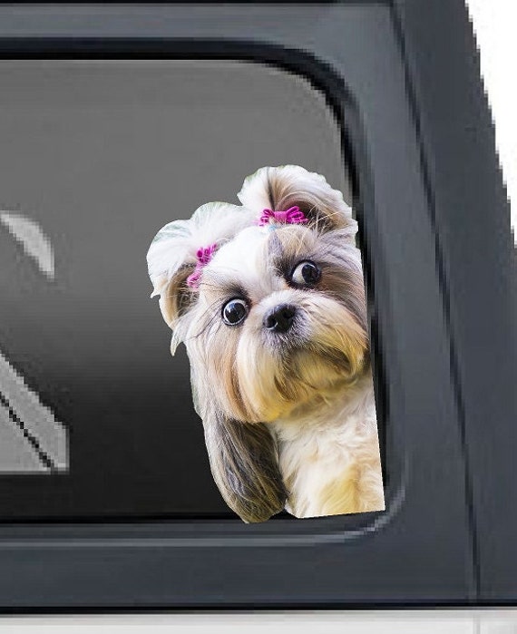 Shih Tzu Seite Auge im Fenster Lustiger Welpe Hund Liebhaber