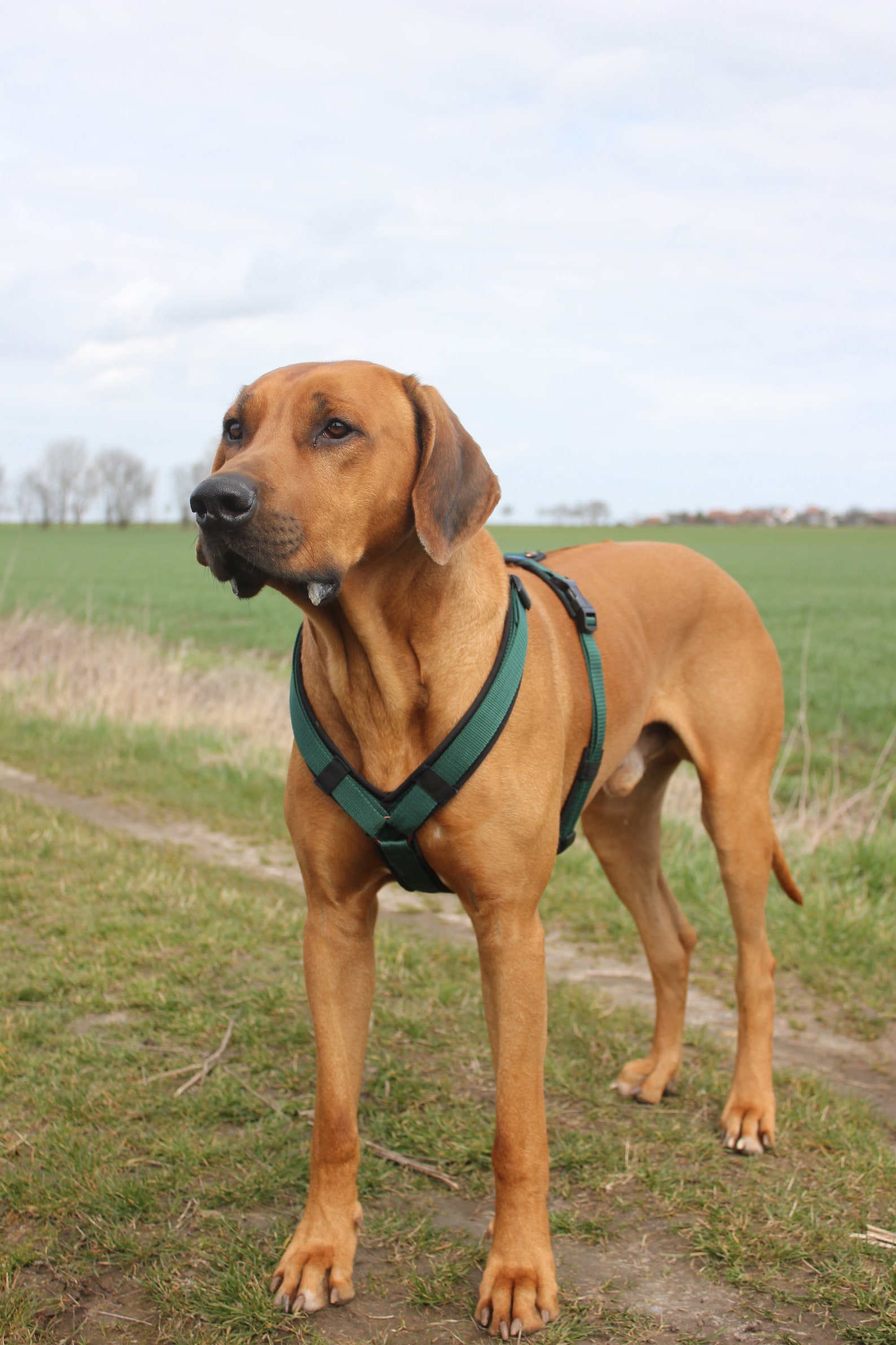 YGeschirr Hund Etsy