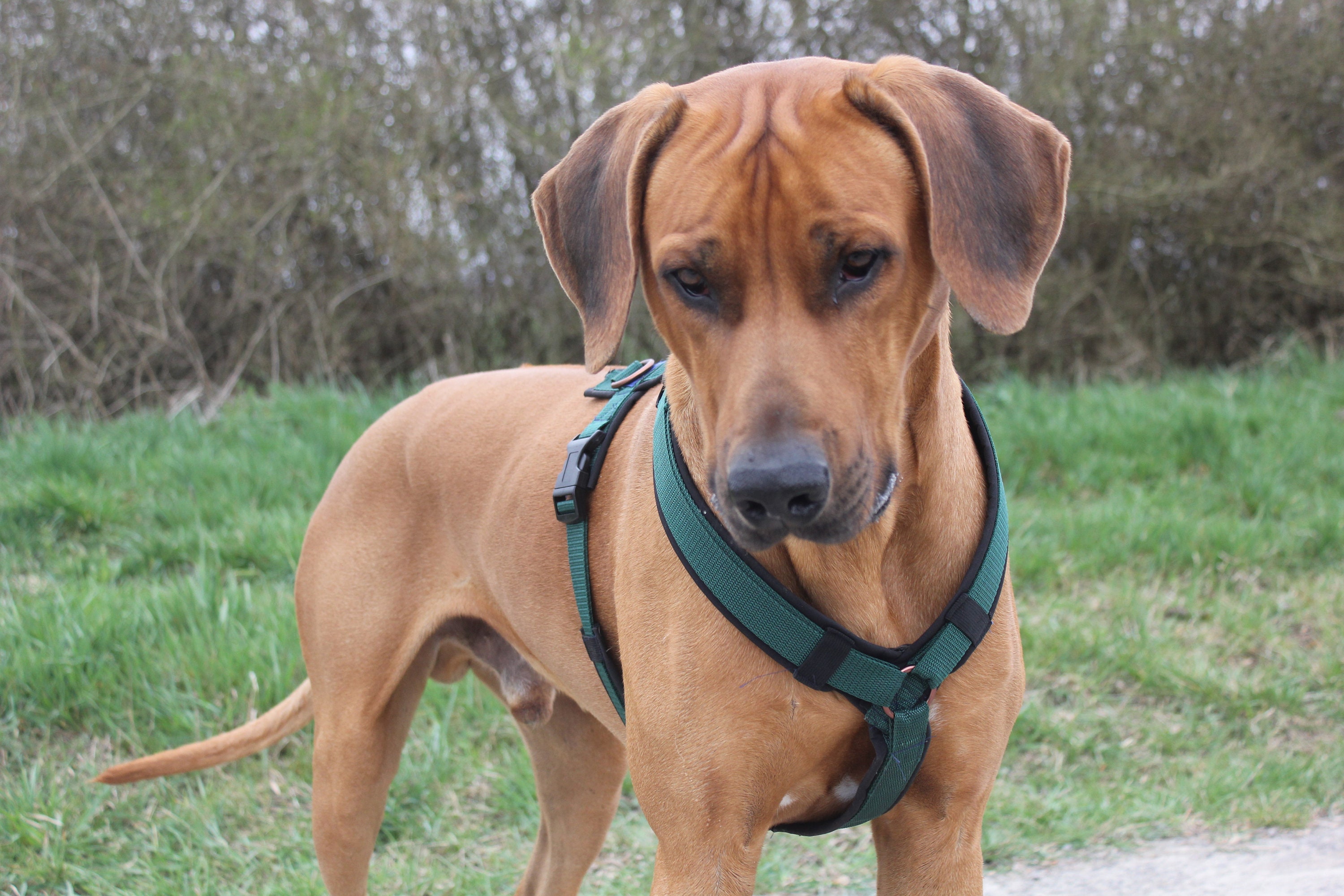 YGeschirr Hund Etsy