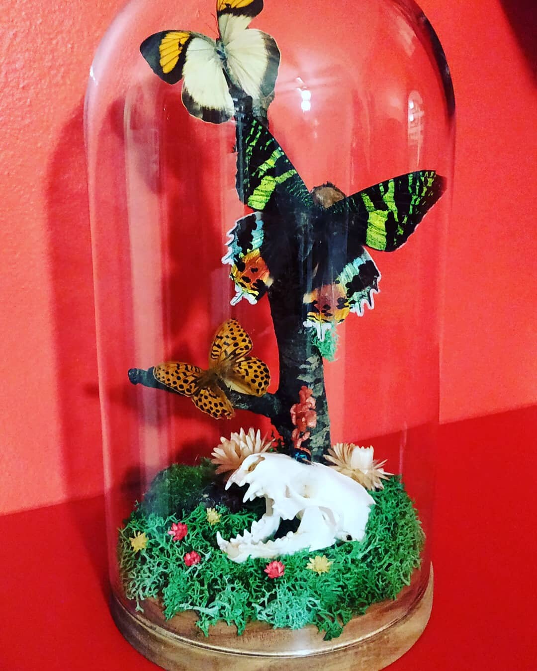 Globe Cabinet de Curiosités