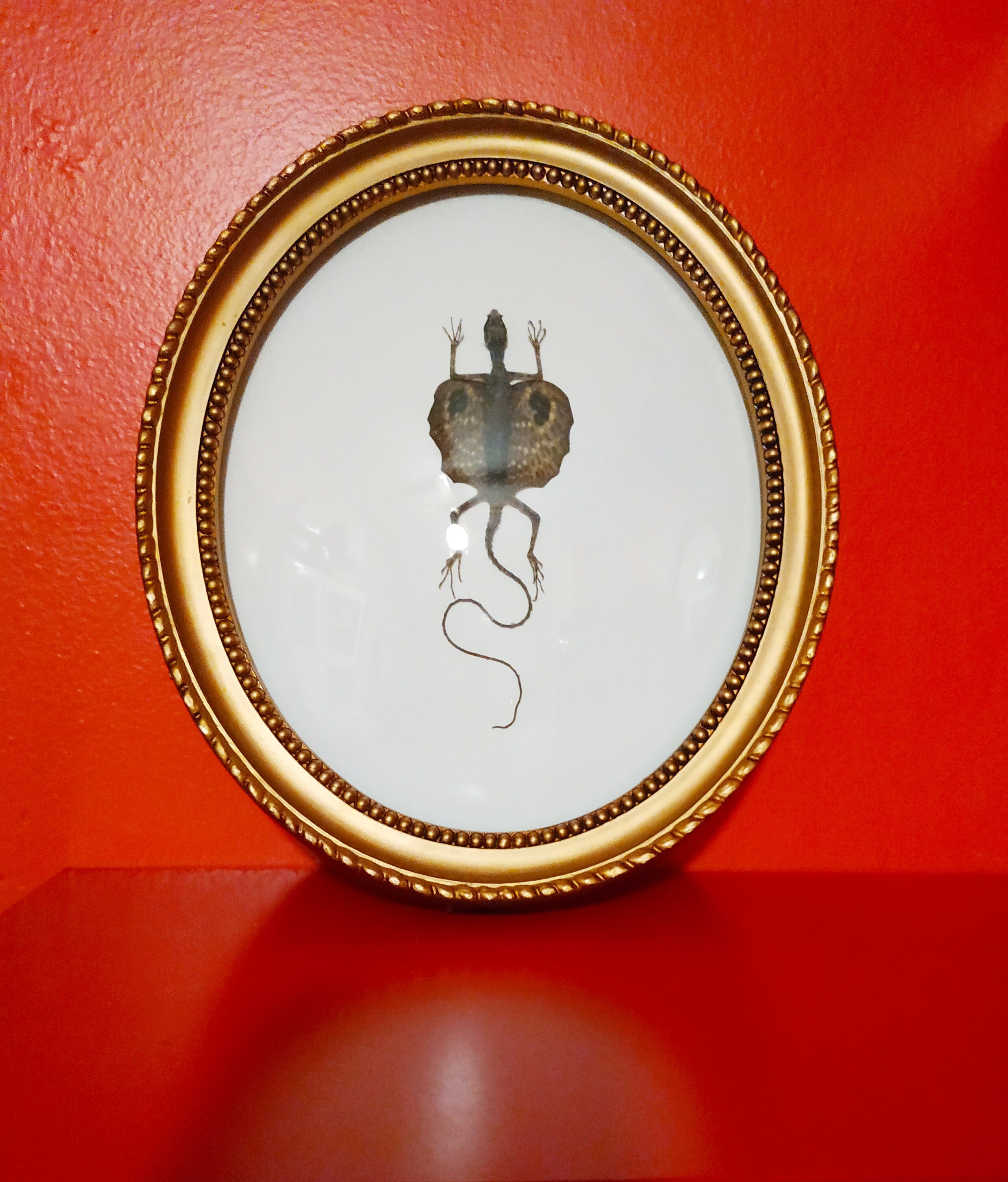 Cadre Bombé Lézard Volant