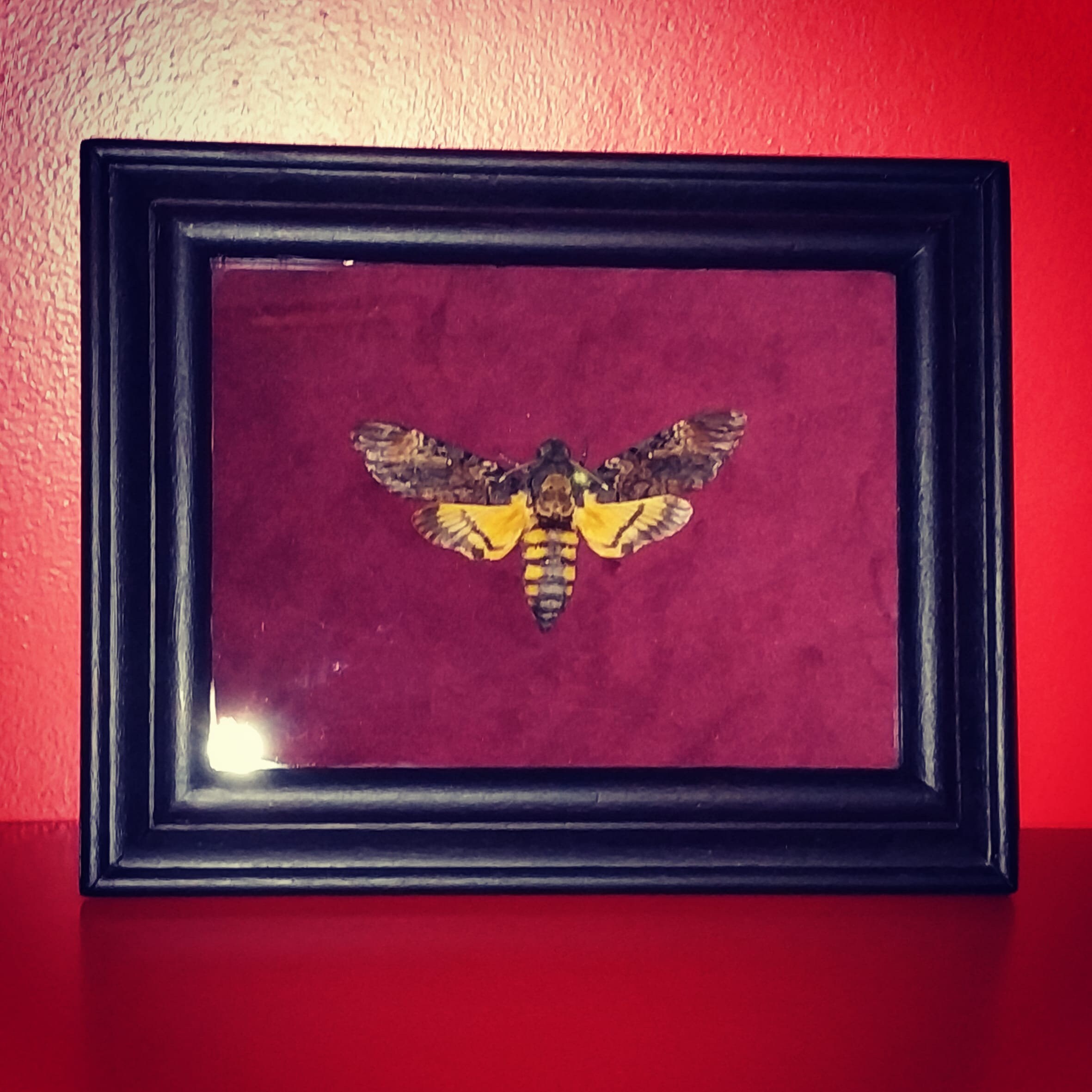 Cadre Papillon Sphinx Tête de Mort