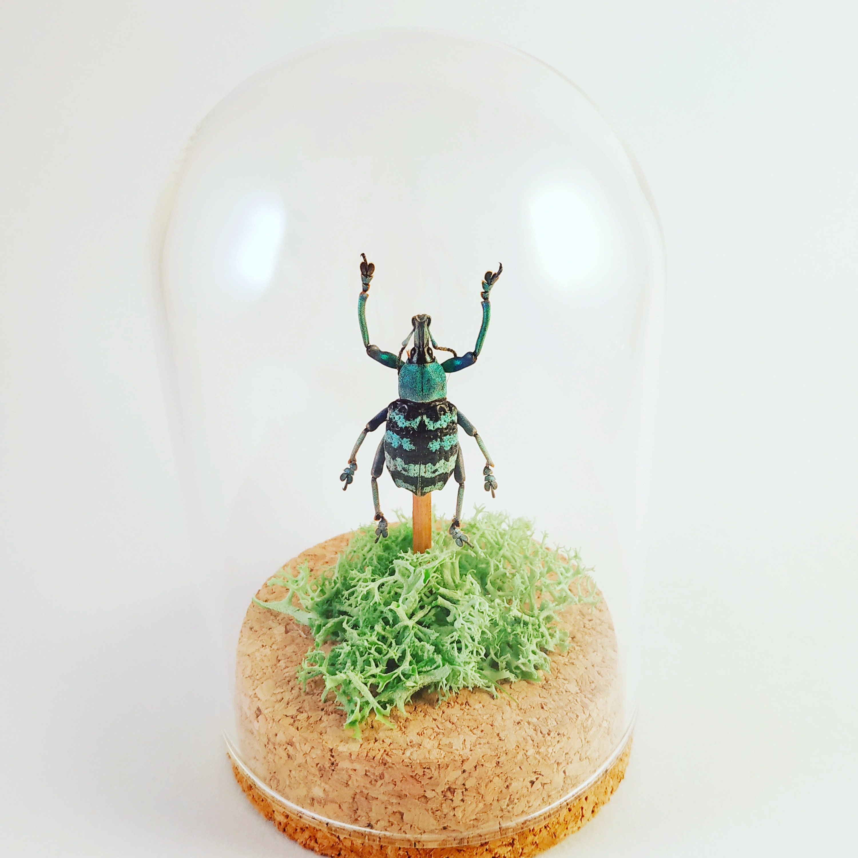 Globe Entomologie Eupholus Magnificus