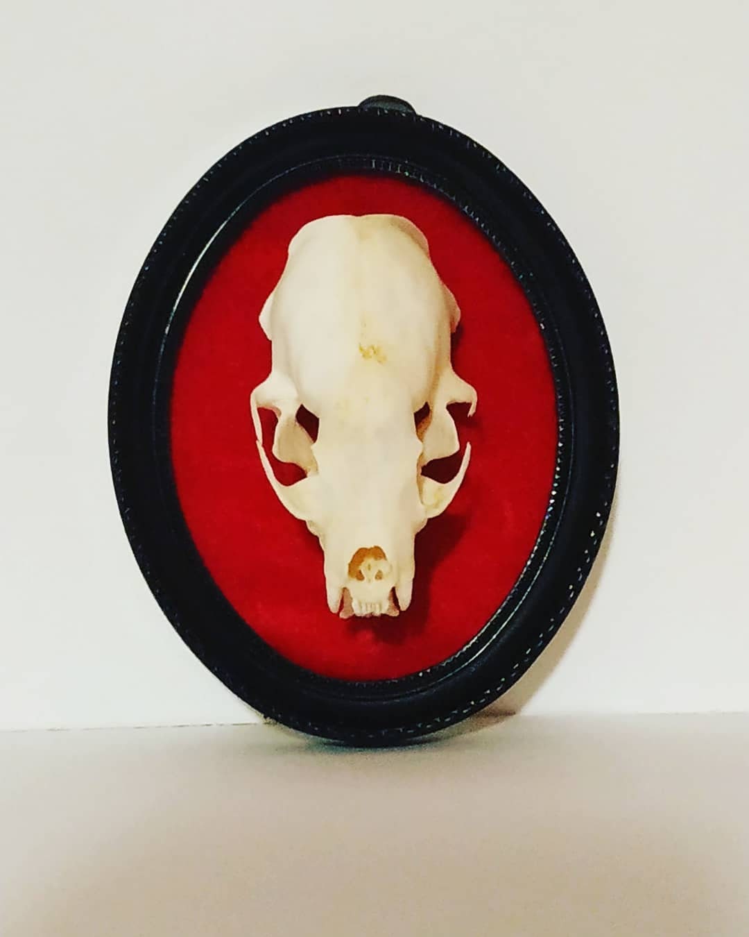 Cadre Ostéologie Vison