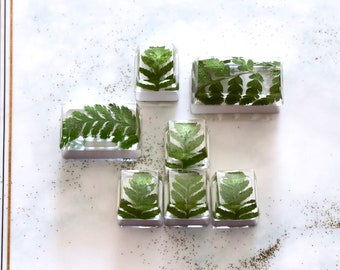 7PCS Plant Resin Keycaps Set with Natural Green Fern Leaves for Mechanical Keyboard | Arrow, Backspace, Caps and Escape Keys | OEM profile