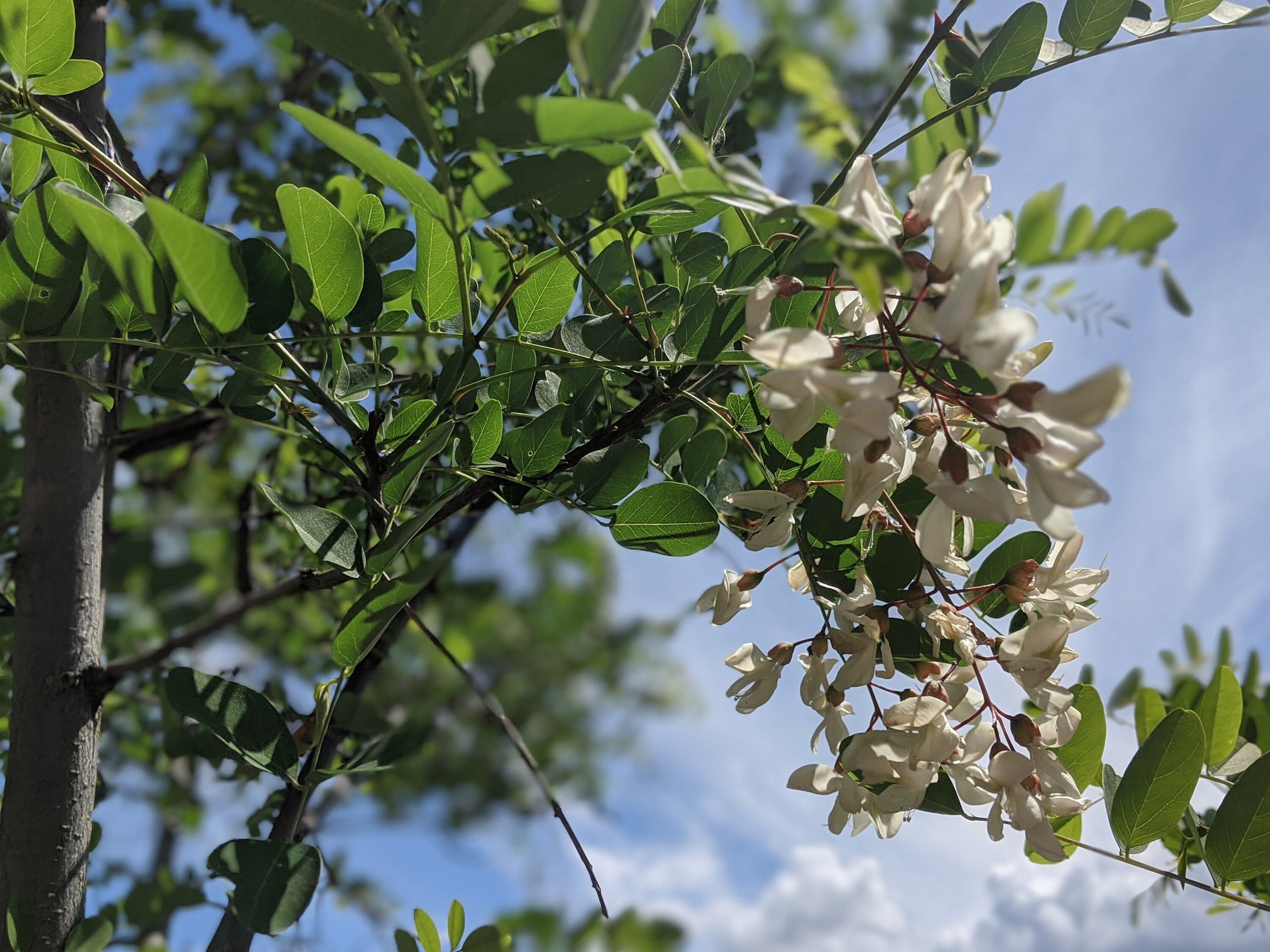 Stratified Black Locust 10seeds Robinia Pseudoacacia A Etsy Stratified Black Locust 10seeds Robinia Pseudoacacia A Etsy