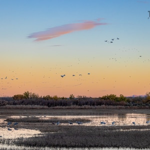 May include: A flock of birds flying over a field at sunset. The sky is a mix of pink, orange, and blue. The birds are flying in a V-formation. The field is covered in tall grass. The image is taken from a distance.