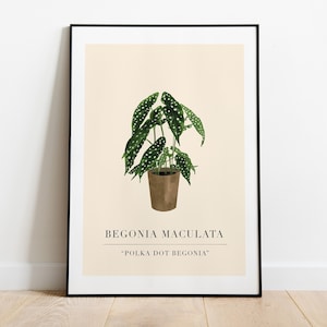 House Plant Print. Botanical Print. Plant Print. Begonia Plant Poster. Plant Lovers Gift. Botanical Wall Art. Living Room Art. A4/A3