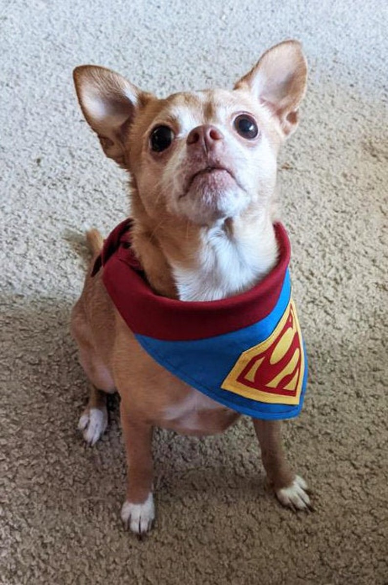 It/'s a bird.. it/'s Super Pet It/'s a plane.. Pet Bandanas /& Accessories for Cats Dogs