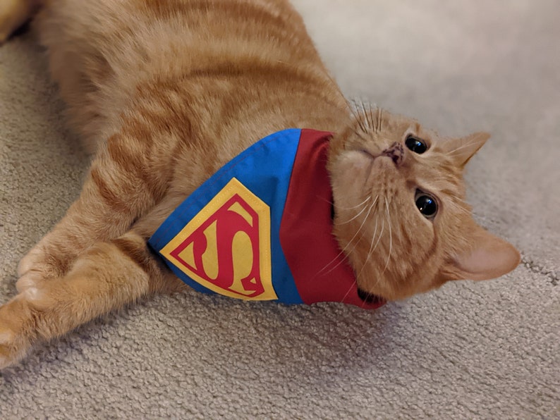 It/'s a bird.. it/'s Super Pet It/'s a plane.. Pet Bandanas /& Accessories for Cats Dogs