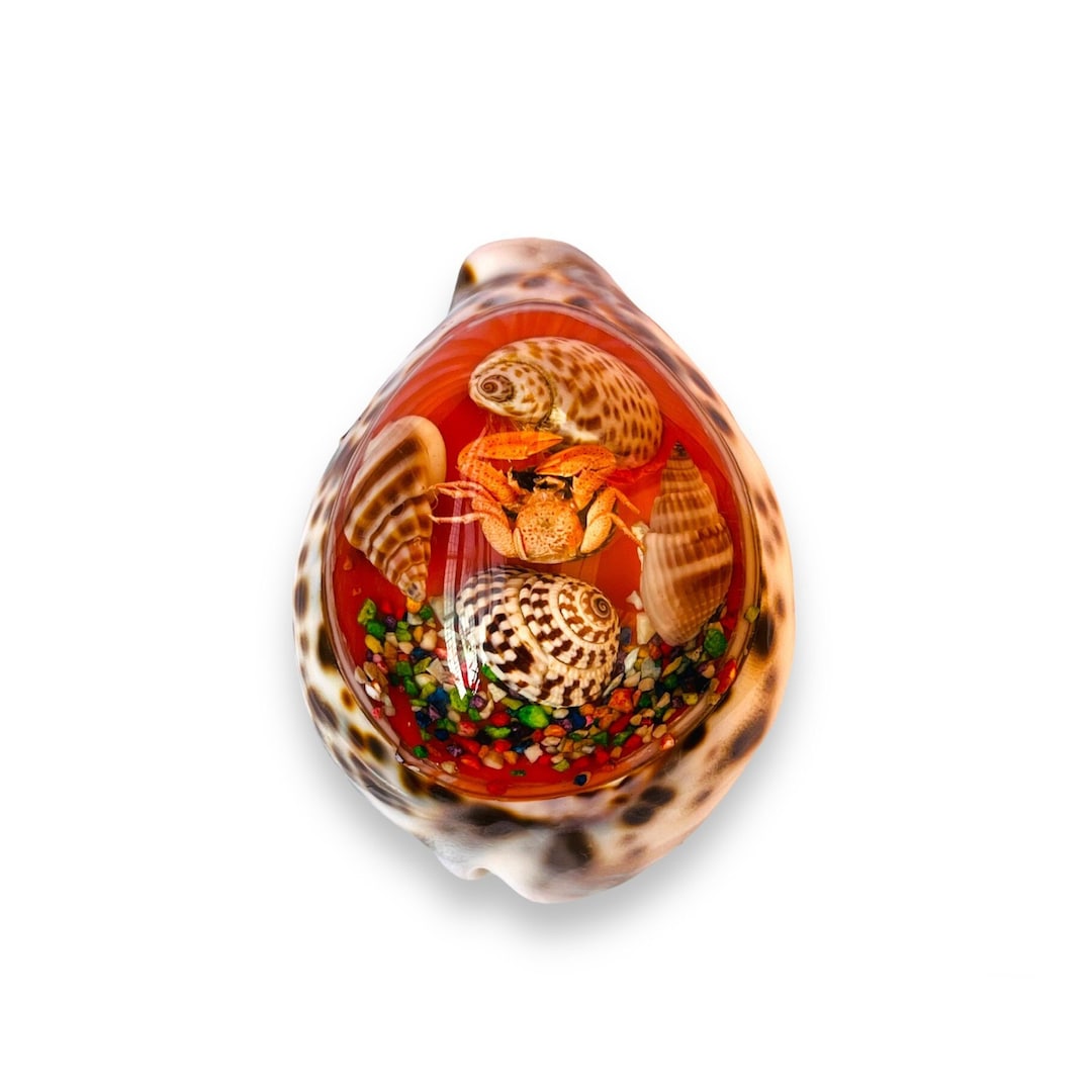 100% Natural Master Pieces!!! Multi Color Seashells Gemstone High ...