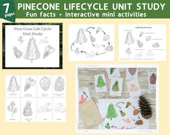Pinecone Lifecyle Unit Study / Activity Pack For Kids [Printable PDF]