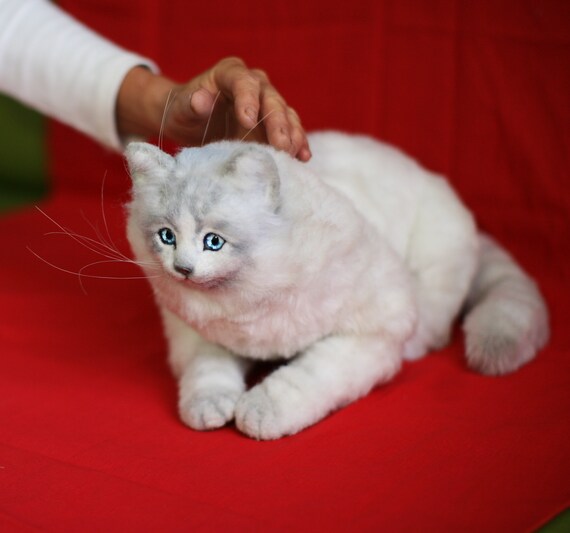 teddy cat