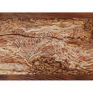 Bark beetle roads, ORIGINAL Wood Burning, Realistic Pyrography