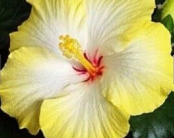 hibiscus crib bedding