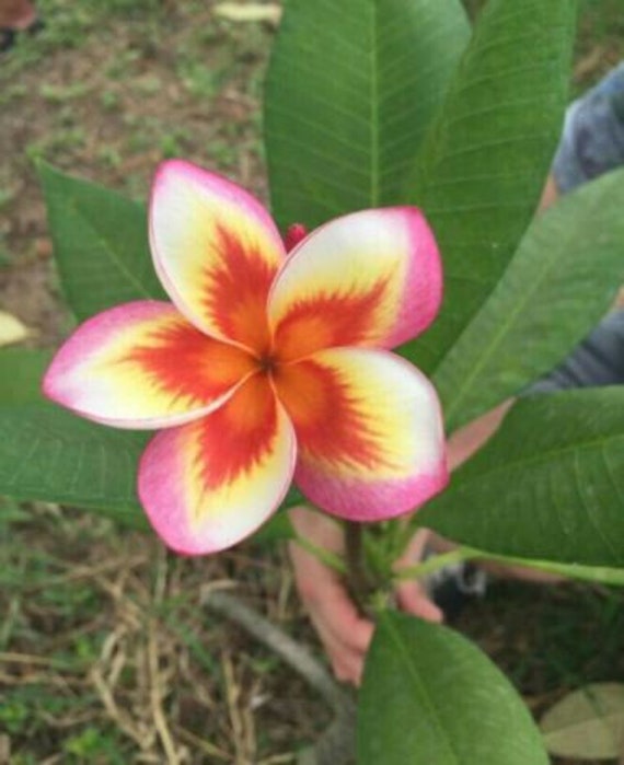 Home & Living Plumeria Flower Seeds Orange Yellow Pink Seeds 5pcs Seeds & Seed Bombs