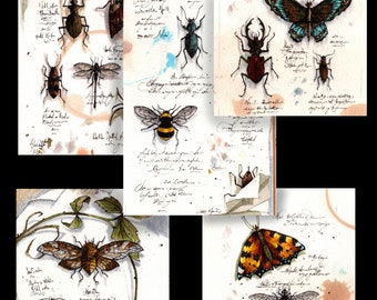 Natural History Studies postcard pack x 5