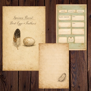 Op de afbeelding: Een vintage collage met verouderd papier en botanische illustraties. De hoofdpagina leest "Specimen Record: Bird Eggs + Feathers" met een veer en een gespikkeld ei. Extra pagina's zijn onder meer gelijnd papier en een kaart met labels zoals "pause" en "whisper".