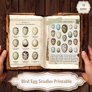 Può includere: Libro aperto con illustrazioni dettagliate di uova di uccelli, tra cui Passero domestico e varie specie. Le pagine mostrano variazioni di uova e annotazioni scientifiche. Il titolo "Bird Egg Studies Printable" è visibile.