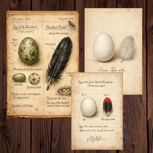 Op de afbeelding: Vintage botanische prints met illustraties van vogeleieren en veren. De prints bevatten gedetailleerde tekeningen van een merel-ei, veer en een grote bonte specht-ei en veer. De afmetingen zijn in cm en inches.