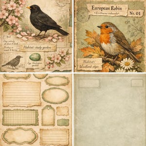 Puede incluir: Un collage vintage con ilustraciones de aves y elementos bot&aacute;nicos sobre papel envejecido. Una imagen muestra un mirlo con flores de cerezo, otra un petirrojo. Las im&aacute;genes inferiores muestran etiquetas y papel en blanco.