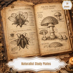 Naturalist Study Plates Vol. I – Vintage Scientific Atlas Pages (Digital Download A4 Size JPGs)