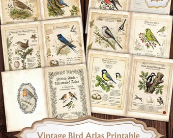 May include: A collection of vintage bird illustrations, featuring various species with detailed drawings and scientific names. The pages have a distressed, aged appearance. The title "British Birds - Illustrated Atlas" is visible, along with the text "Vintage Bird Atlas Printable".