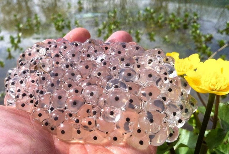 POISON DART Frog Dnd Dice Set Polyhedral Dice Set for Etsy