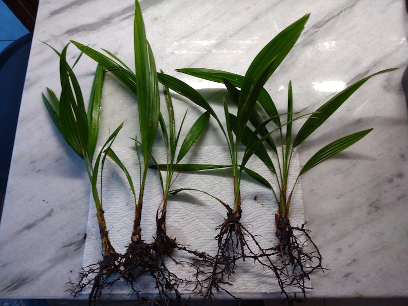 Three 2 Year Old Windmill Palm Tree Seedlings image 1