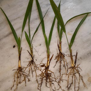 May include: Five small green plant seedlings with exposed root systems. Each seedling features long, slender, pointed leaves extending from a pale, fibrous base. The roots are thin, branching, and light brown, showing a complex network of fine fibers.