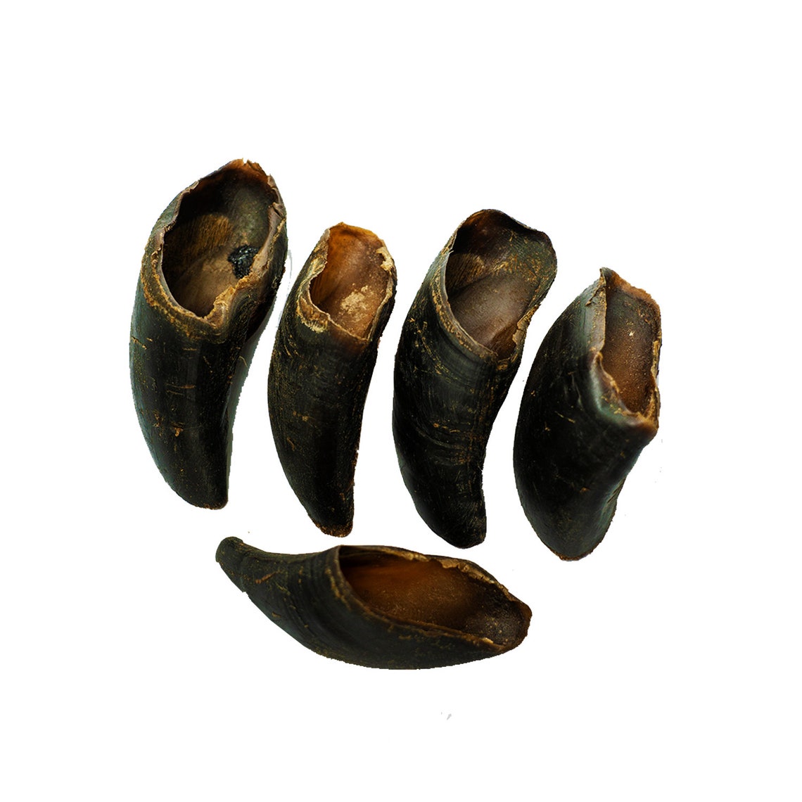 Water Buffalo Hooves4 COUNT12 Oz High Protein 100 Etsy UK