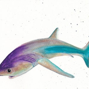 Thresher Shark