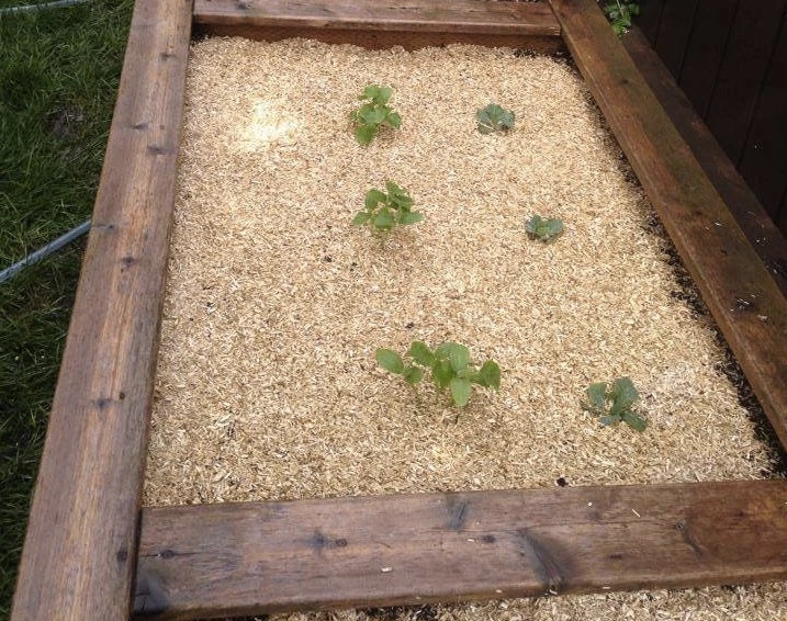 9KG Hemp Mulch Organic & American Grown 19.8 lbs Etsy