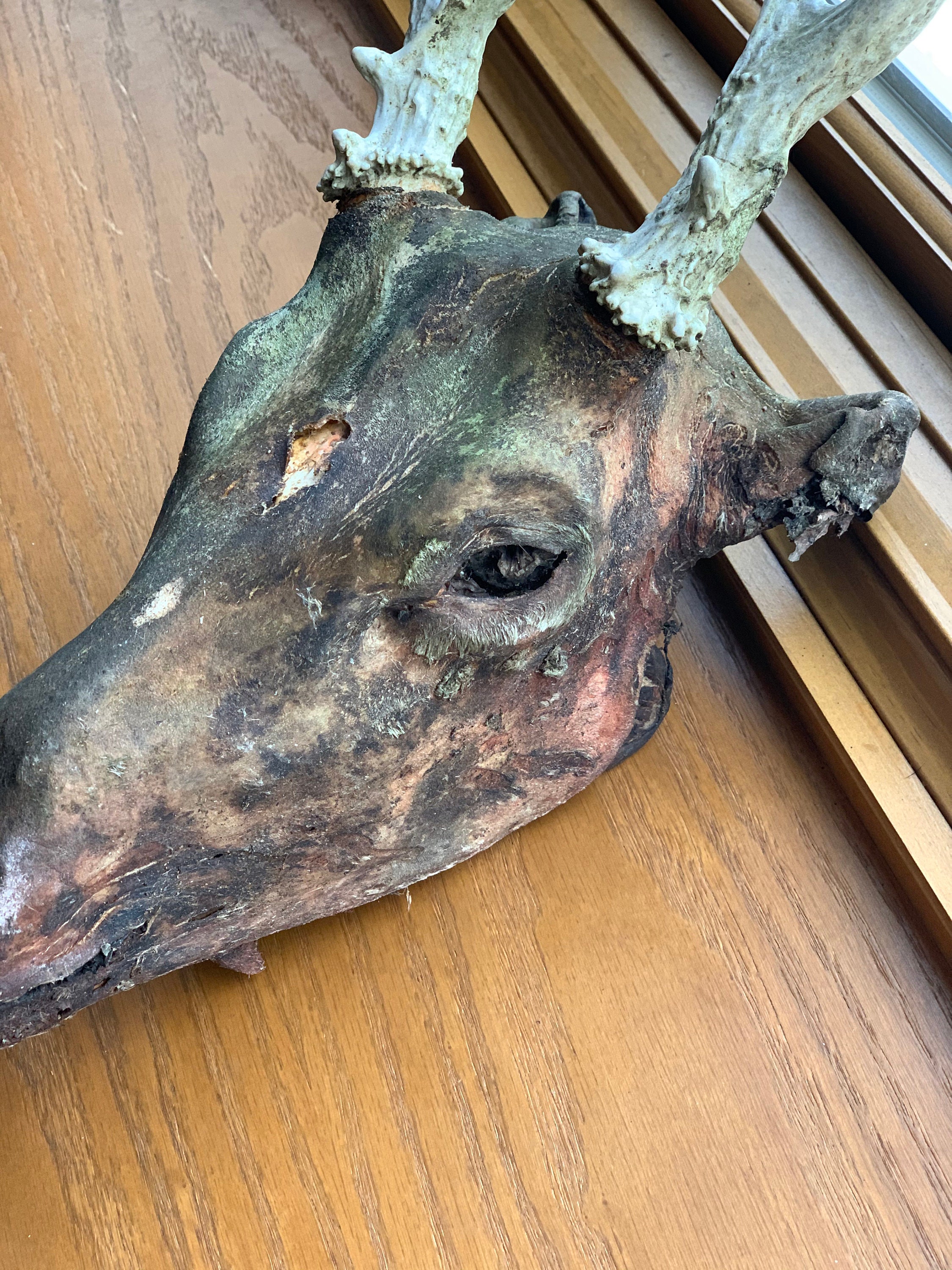 Cráneo de ciervo con astas piel momificada | Etsy