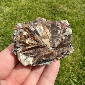 May include: A raw mineral specimen featuring a cluster of elongated, metallic brown and bronze crystals radiating from a central point, interspersed with patches of opaque white mineral matter along the jagged, uneven edges of the stone.