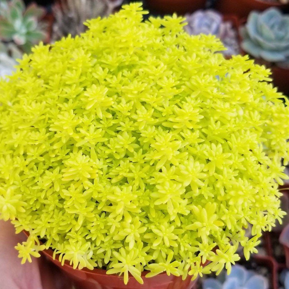 Sedum Golden Moss Sedum de oro Ground Cover Etsy