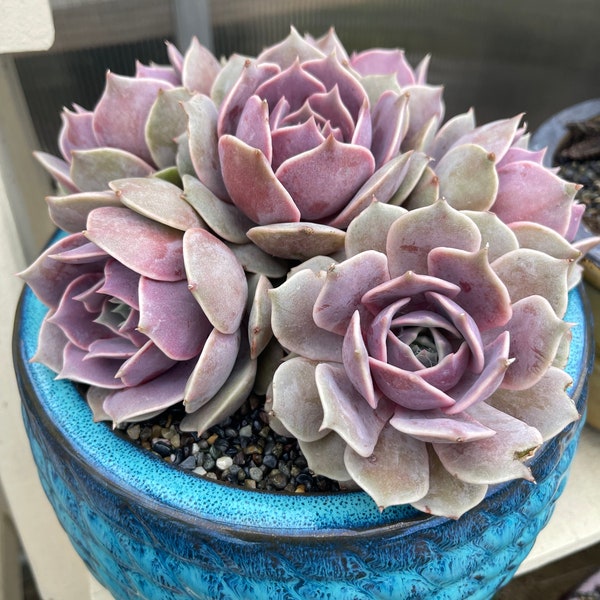 Echeveria Pink Diamond | Succulent Garden Rosette | Pastel Echeveria | Wedding Floral Arrangements