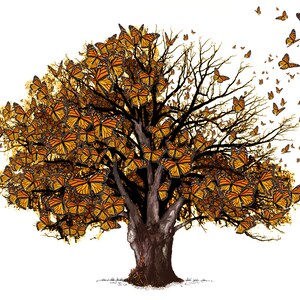Monarch Butterfly Tree