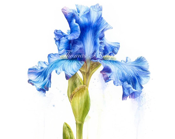 Iris In Blue