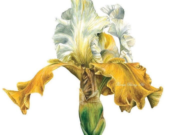 Yellow and White Iris