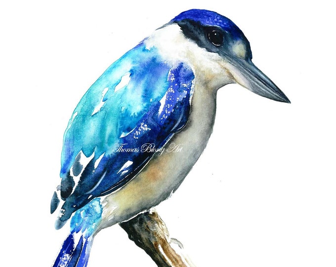 Collared kingfisher